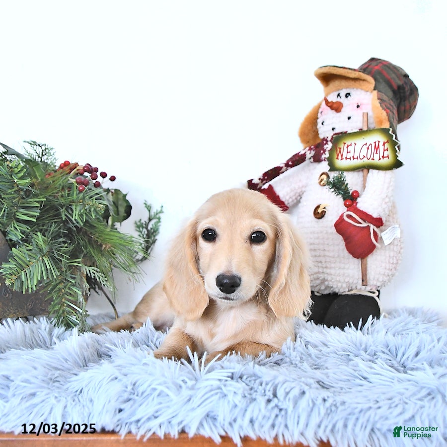 Miniature Dachshund dogs Ollie - Ad 34