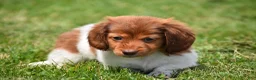 Miniature Dachshund dogs for sale: Peanut - Ad 5