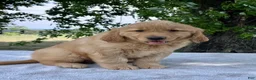 Golden Retriever dogs for sale: Dumpling - Ad 4
