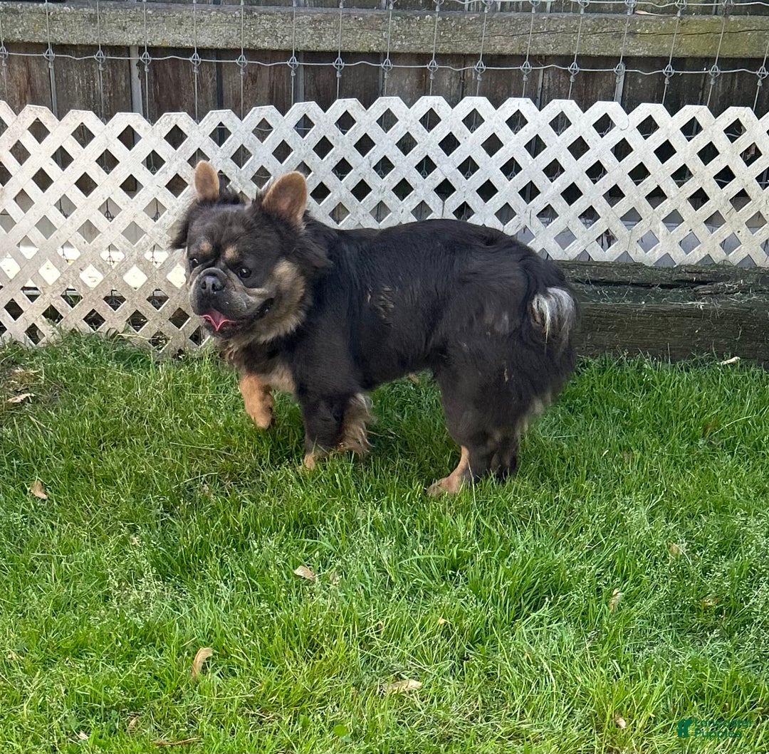 French Bulldog dogs for sale: Koko - Ad 7