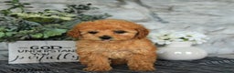 Miniature Poodle dogs for sale: Olive  - Ad 2