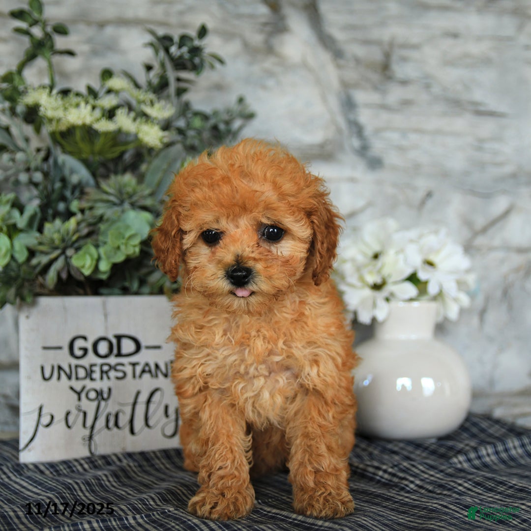 Miniature Poodle dogs for sale: Olive  - Ad 2