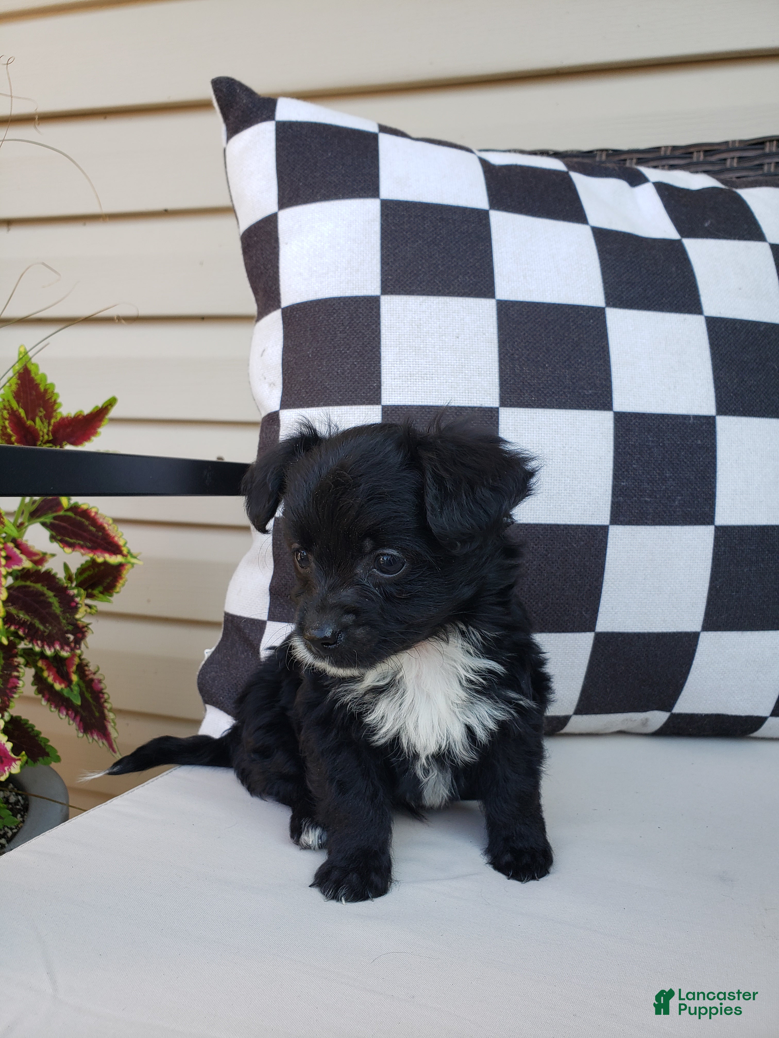 Yorkiepoo dogs for sale: Yorkiepoo 2 - Ad 4