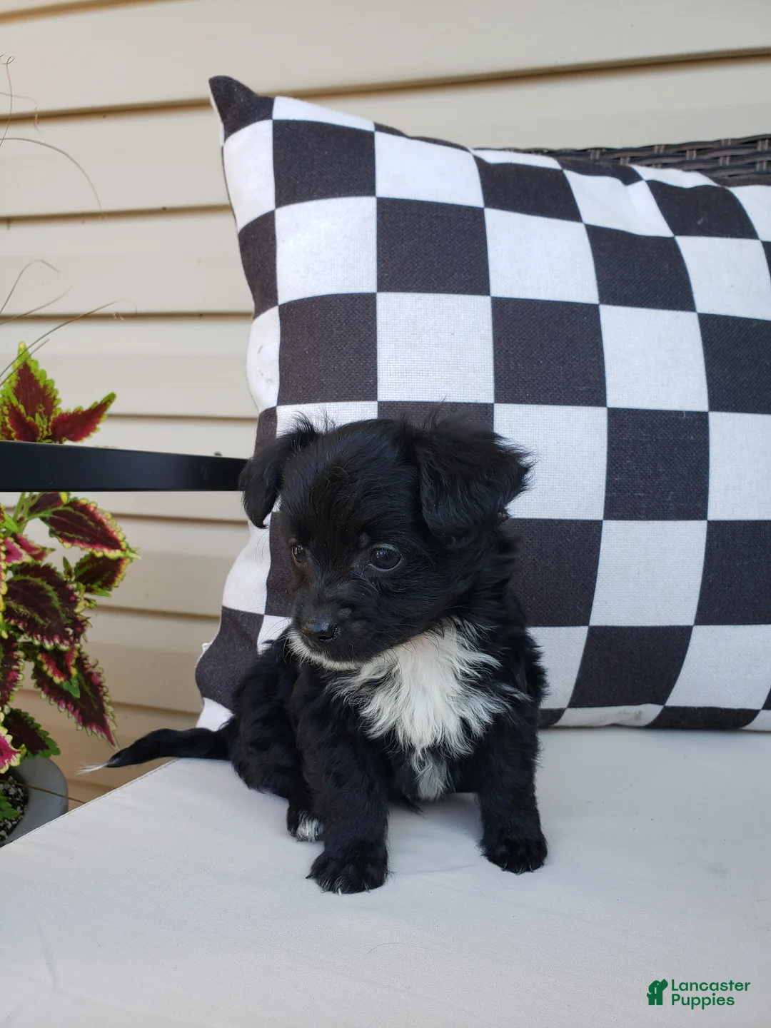Yorkiepoo dogs for sale: Yorkiepoo 2 - Ad 1