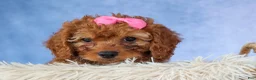 Cavapoo dogs for sale: TAMMY - Ad 4