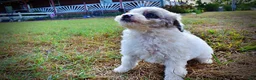 Havapoo dogs for sale: Milo-Sale!!! - Ad 8