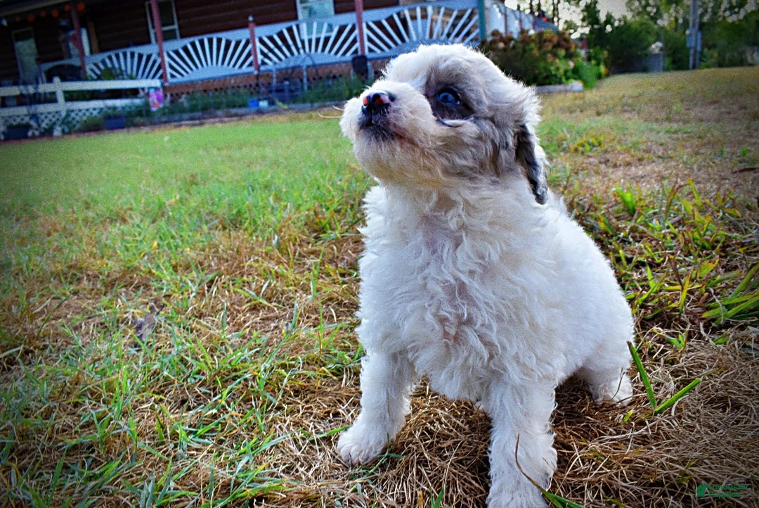 Havapoo dogs for sale: Milo-Sale!!! - Ad 8