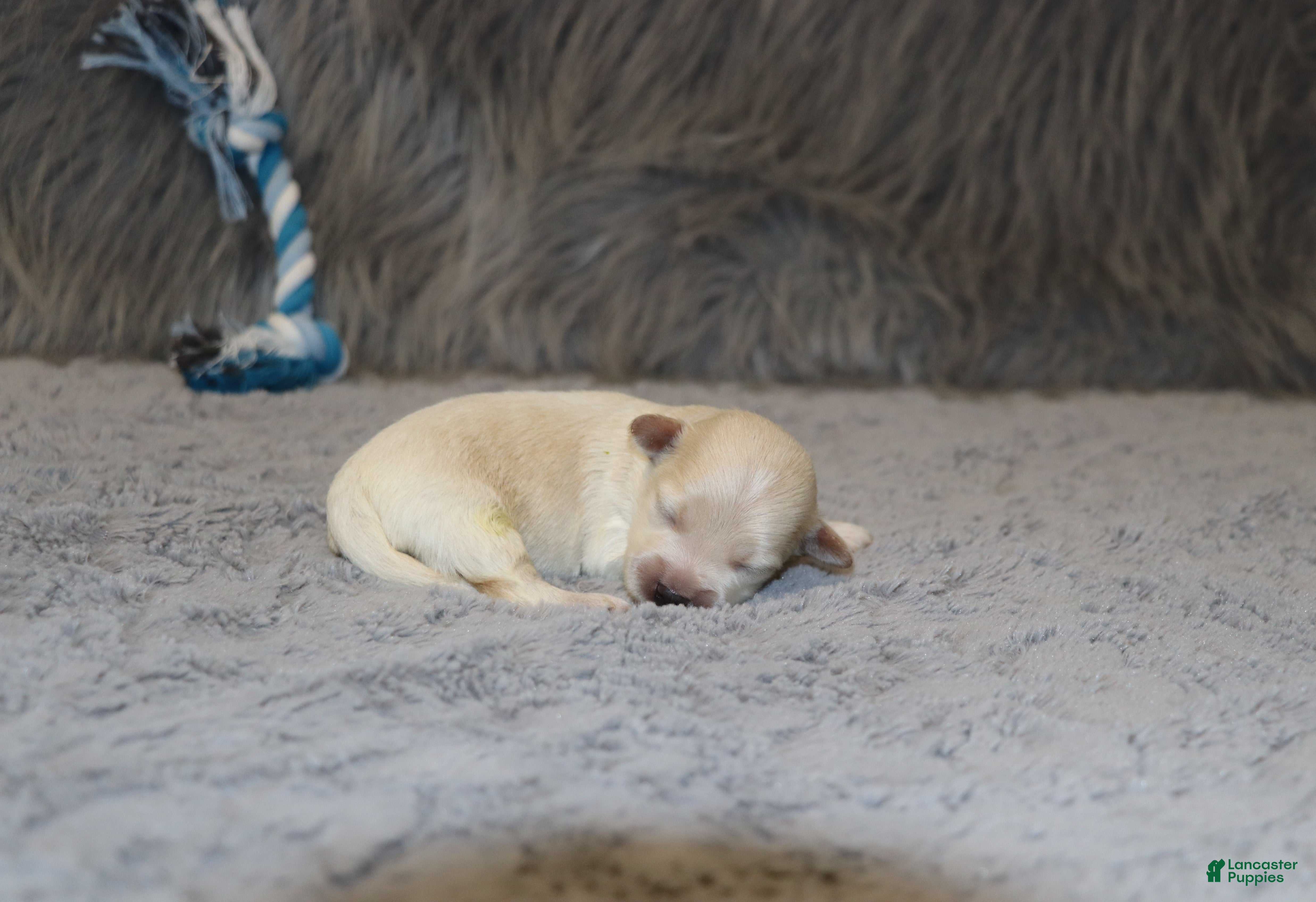 Havapoo dogs Pinto 💙 Toy/Miniature - Ad 2