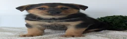 Mixed Breed dogs for sale: Harley - Ad 7