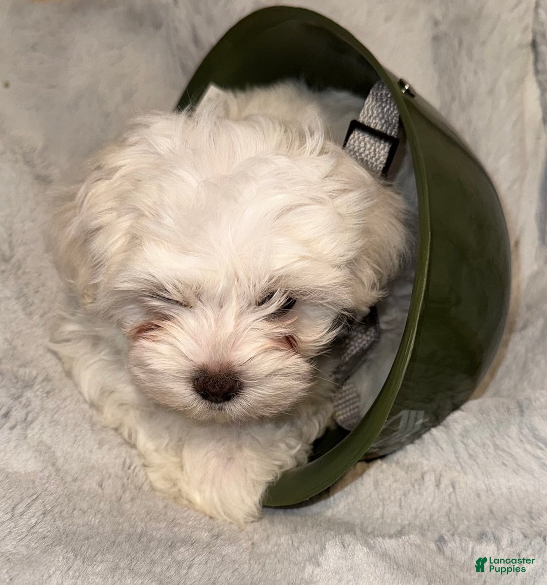 Mixed Breed dogs for sale:  Lhatese Breed “Trooper”  - Ad 8