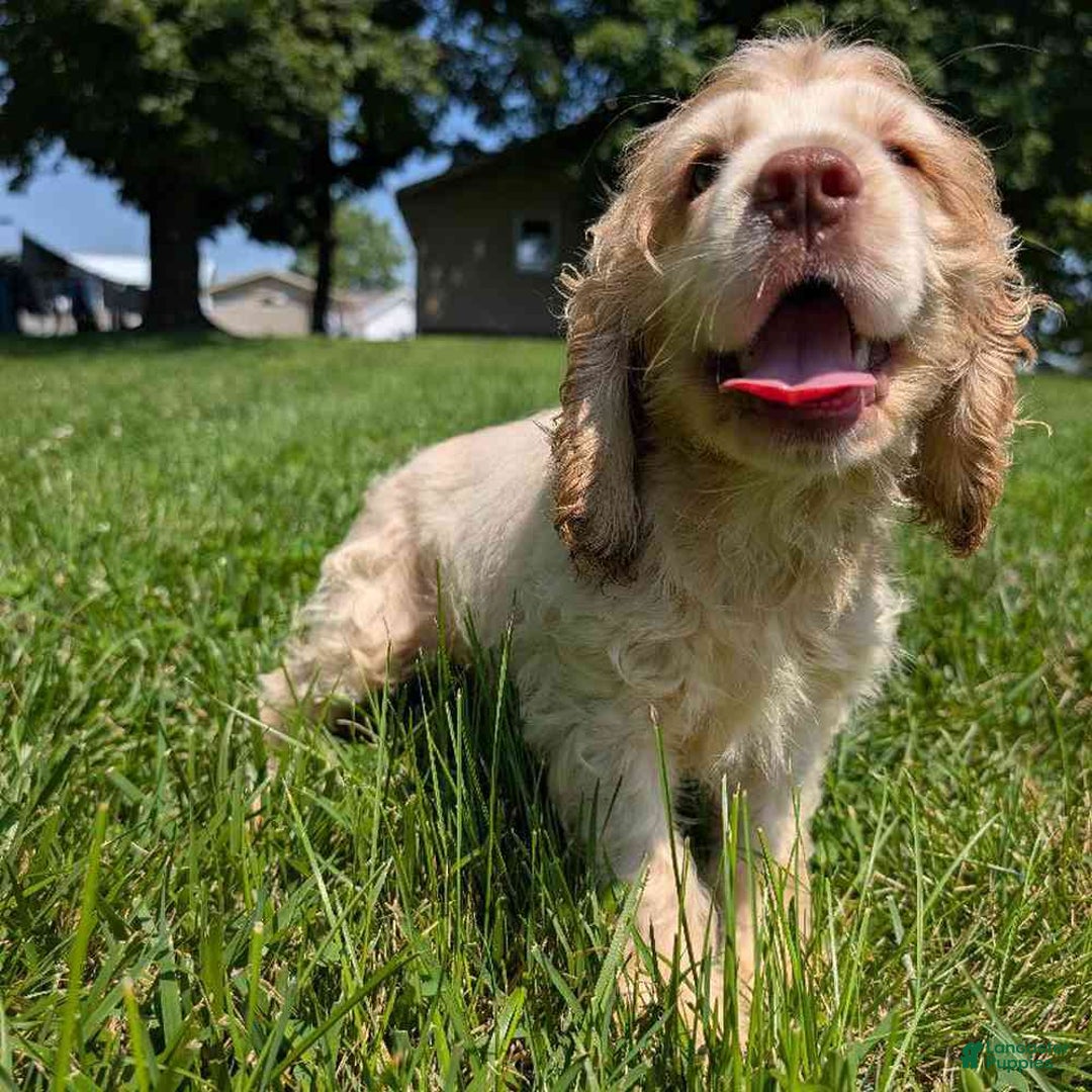 Cocker Spaniel dogs for sale: Gingham - Ad 1