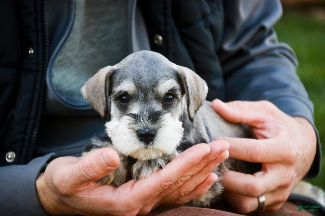 Miniature Schnauzer dogs for sale: Kris - Ad 7