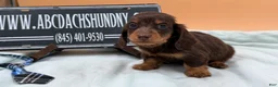 Miniature Dachshund dogs for sale: Miniature Dachshund Puppy 3 - Ad 5