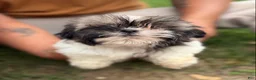Shih Tzu dogs for sale: Shih Tzu Liza - Ad 3