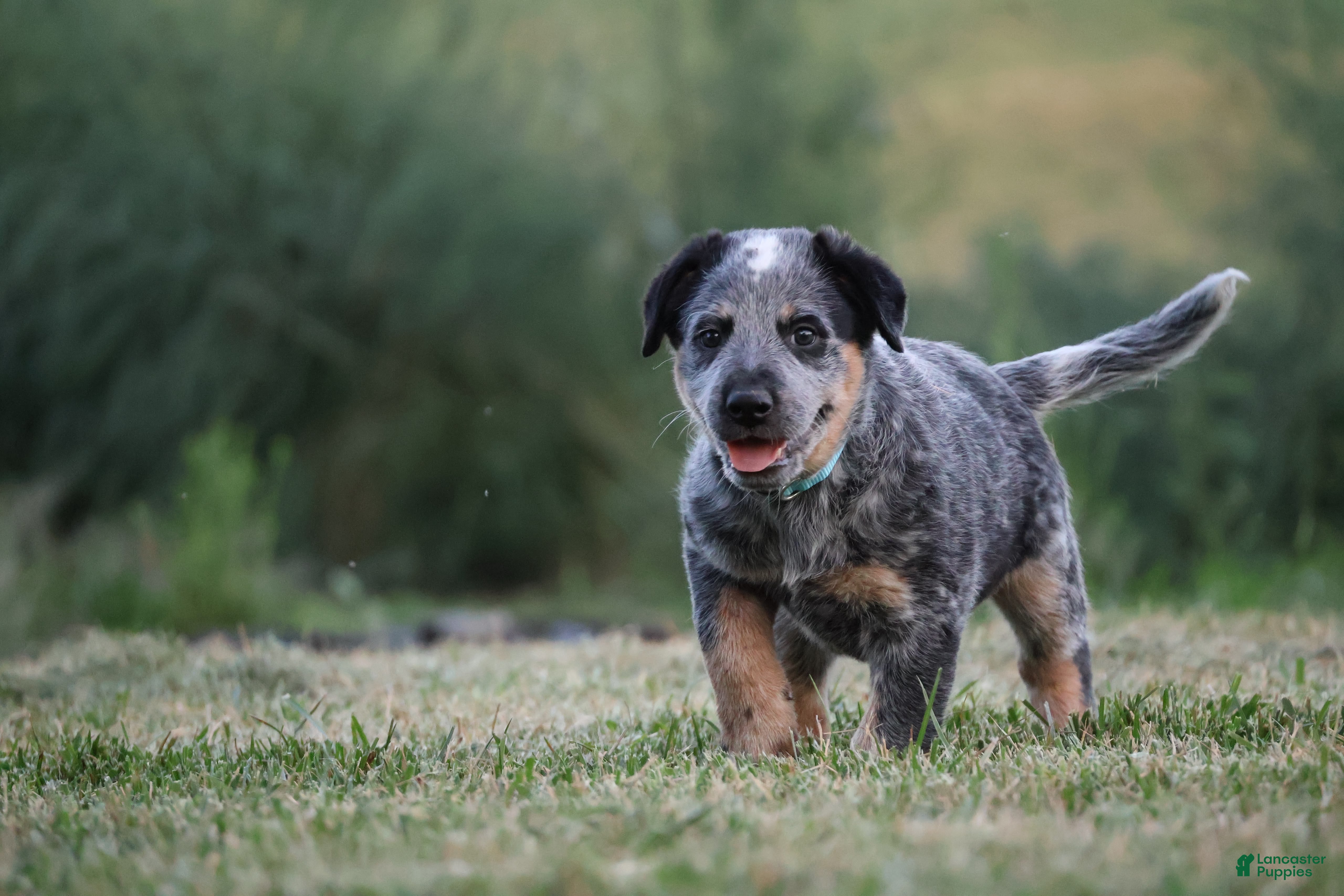 Australian Cattle Dog dogs Buddy - Ad 26