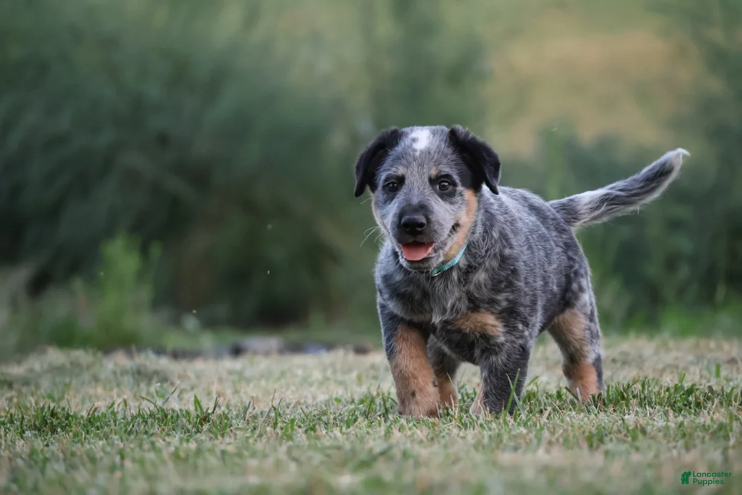 Australian Cattle Dog dogs for sale: Buddy - Ad 1
