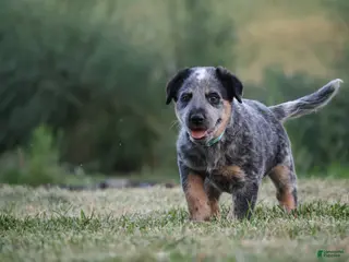 Australian Cattle Dog dogs Buddy - Ad 26