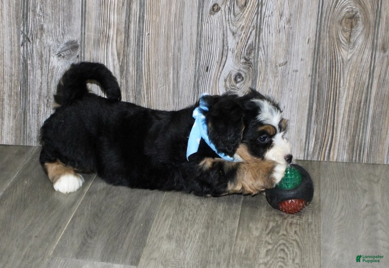 Mini Bernedoodle dogs Loki  - Ad 2