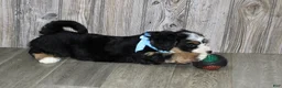 Mini Bernedoodle dogs for sale: Loki  - Ad 2