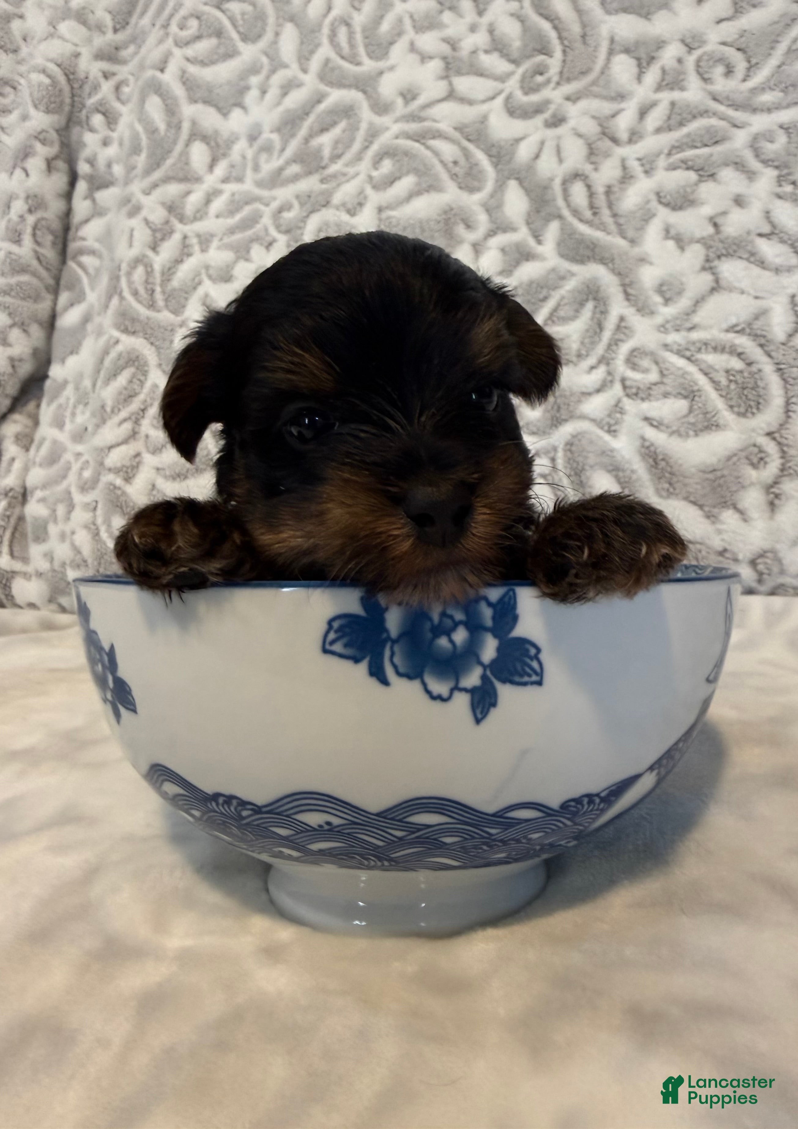 Yorkshire Terrier dogs Miso - Ad 1