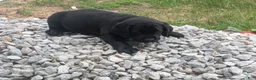 Labrador Retriever dogs for sale: Black Male (Red Collar) - Ad 4