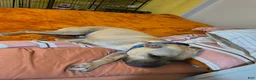 Mixed Breed dogs for sale: Kash - Ad 18