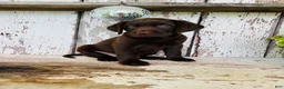 Labrador Retriever dogs for sale: Sage - Ad 7