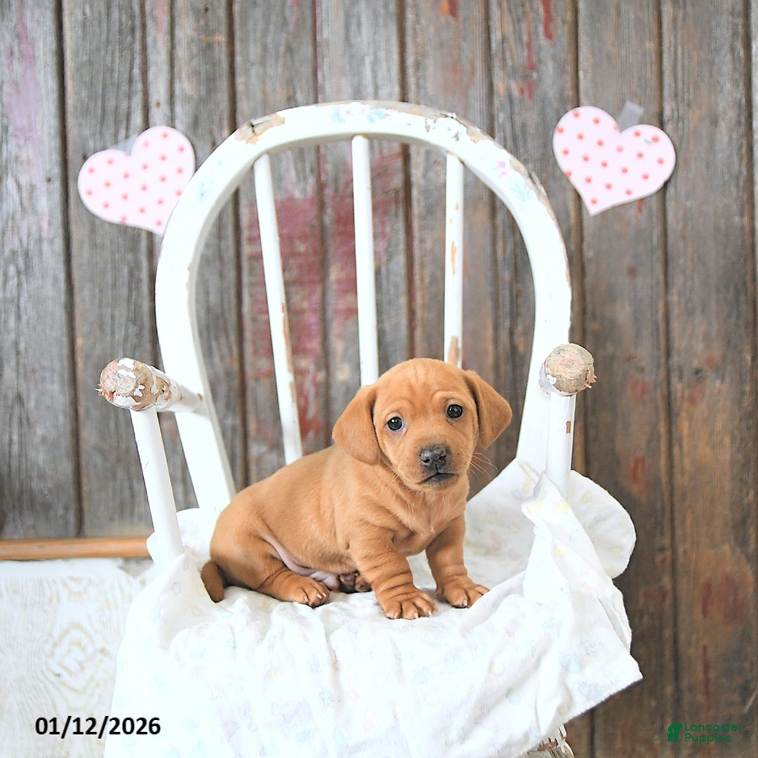 Miniature Dachshund dogs for sale: Bandit - Ad 5