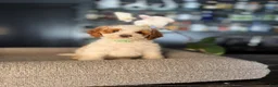 Goldendoodle dogs for sale: Kru - Ad 1