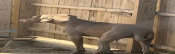 Weimaraner dogs for sale: Sosa - Ad 5
