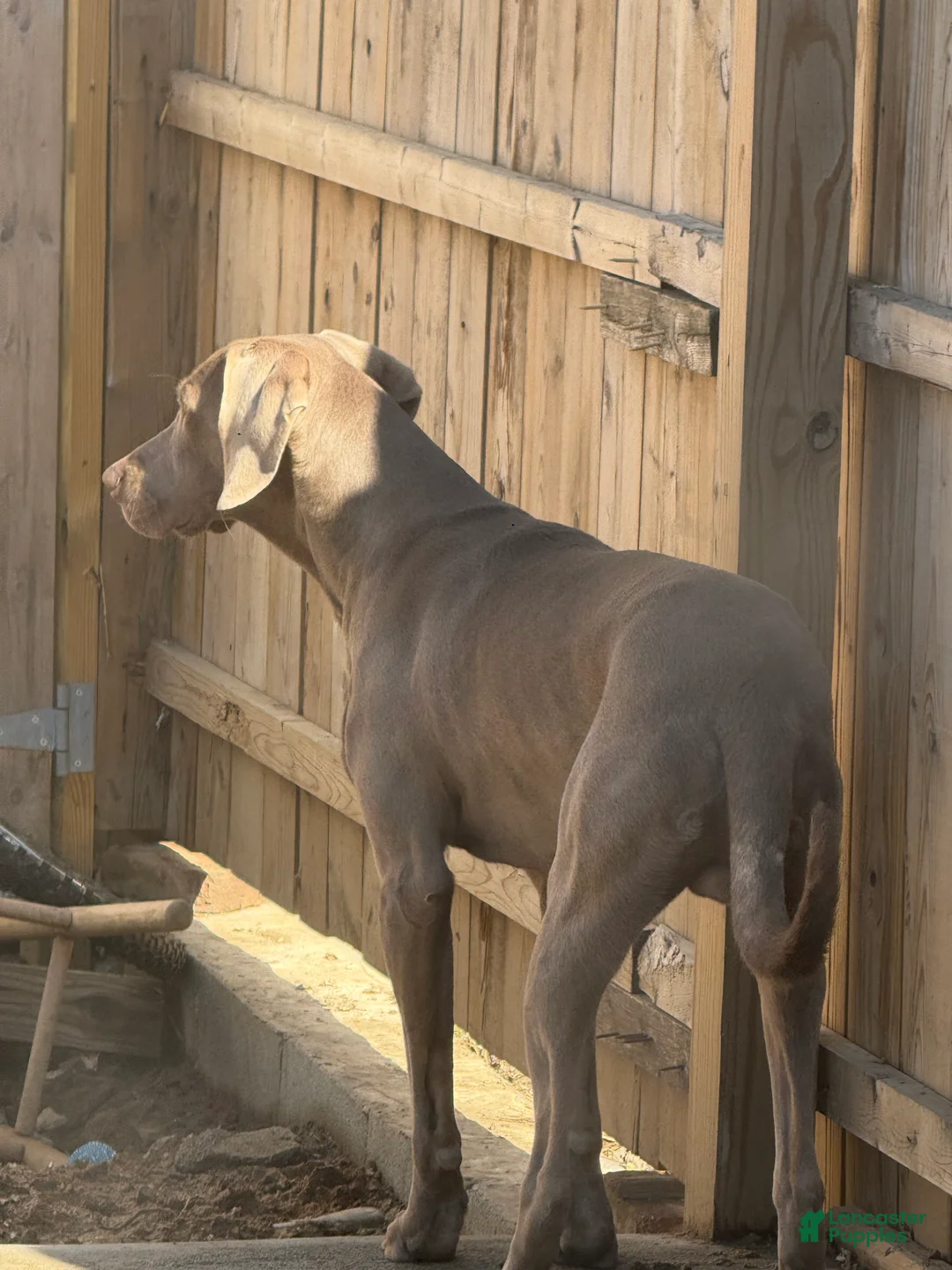 Weimaraner dogs for sale: Sosa - Ad 5