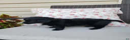 Yorkiepoo dogs for sale: Yorkiepoo 5 - Ad 4