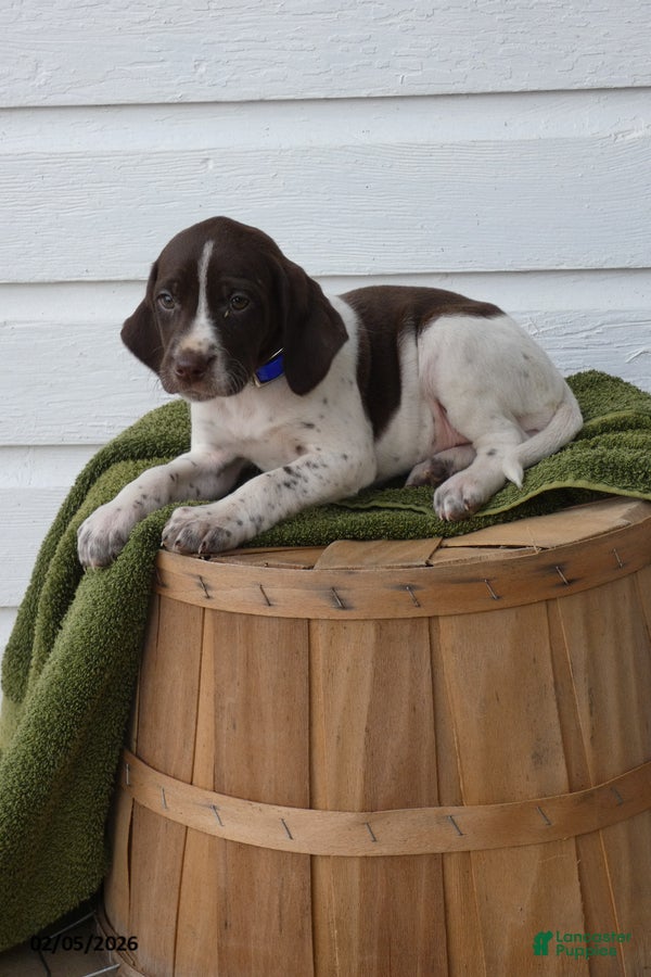 Mixed Breed dogs Skittles - Ad 15