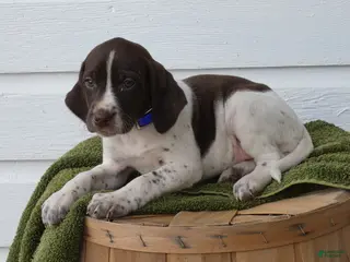 Mixed Breed dogs Skittles - Ad 24