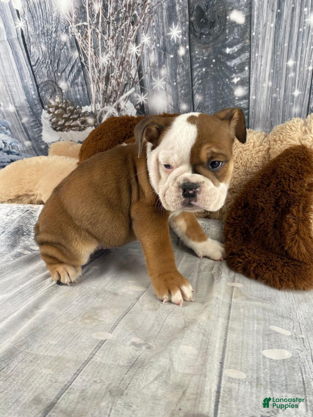 English Bulldog dogs for sale: Nora - Ad 17