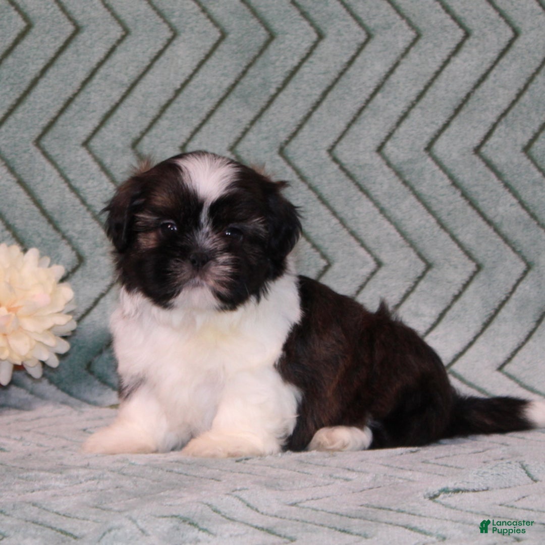 Shih Tzu dogs for sale: Tinker - Ad 2