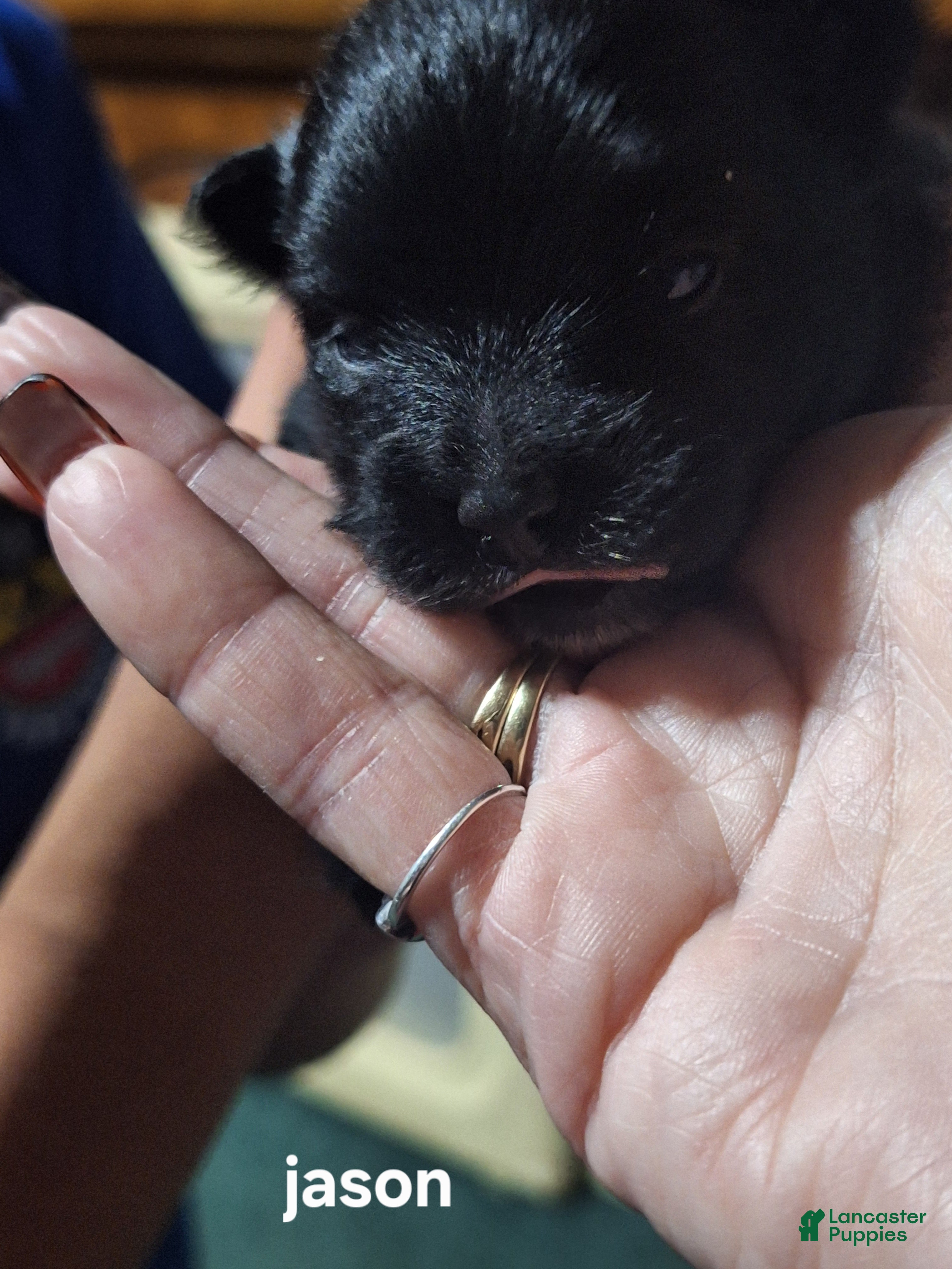 Pomeranian dogs for sale: Jason - Ad 18