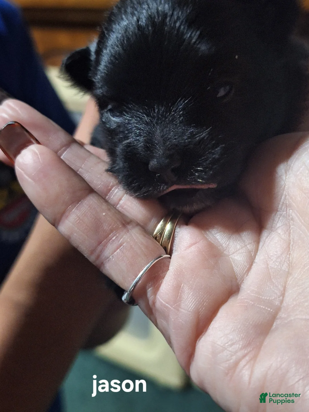 Pomeranian dogs for sale: Jason - Ad 1