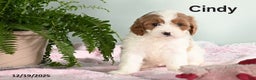 Cavapoo dogs for sale: Cindy - Ad 1