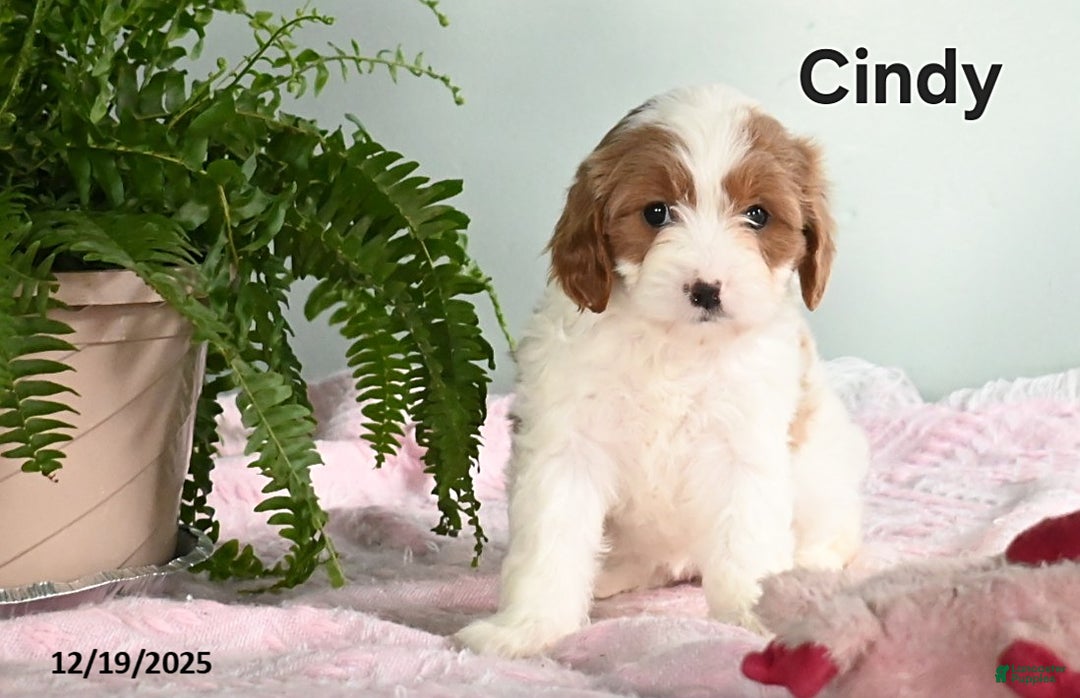 Cavapoo dogs for sale: Cindy - Ad 1