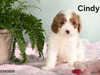 Cavapoo dogs Cindy - Ad 41