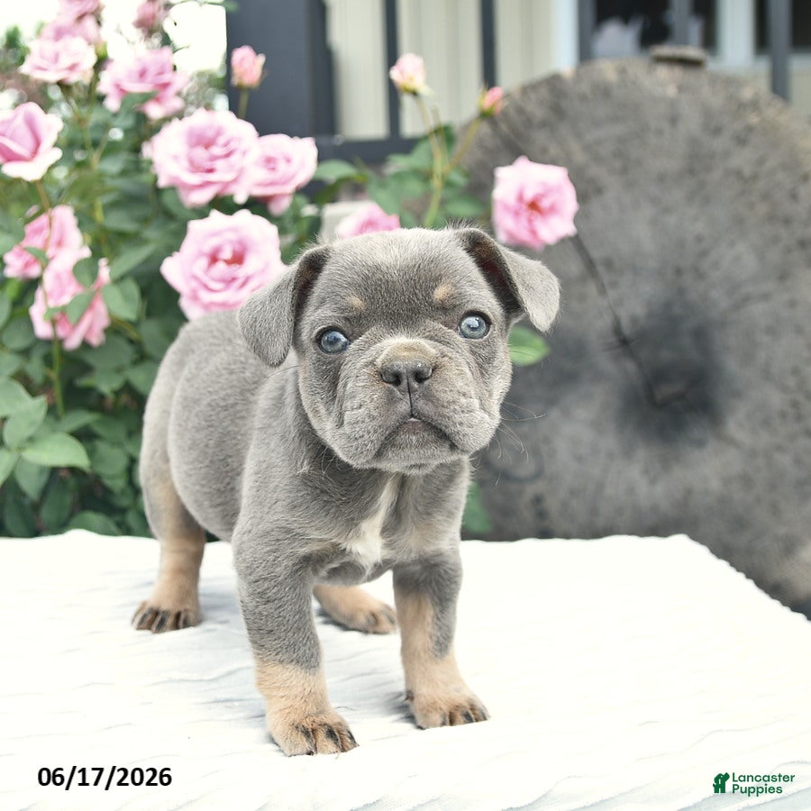 French Bulldog dogs Sailor  - Ad 2