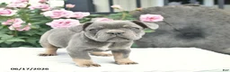 French Bulldog dogs for sale: Sailor  - Ad 2