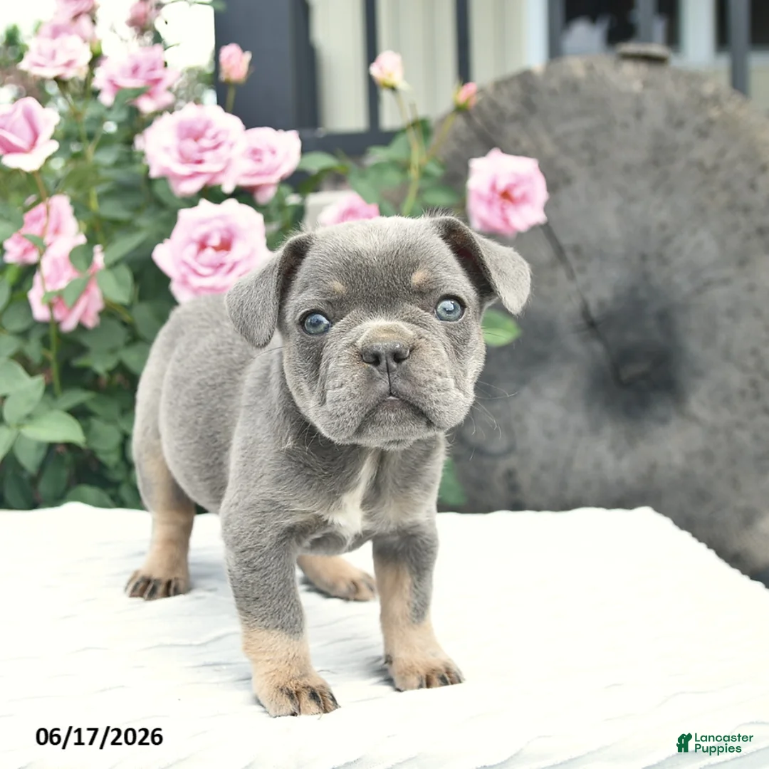 French Bulldog dogs for sale: Sailor  - Ad 2