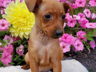 Miniature Pinscher dogs - Ad 3