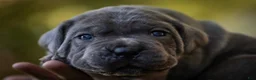 Cane Corso dogs for sale: Midnight Groove’s Love’s Takes Over- Chanté - Ad 4