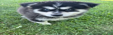 Pomsky 2