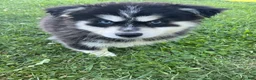 Pomsky dogs for sale: Pomsky 2 - Ad 1