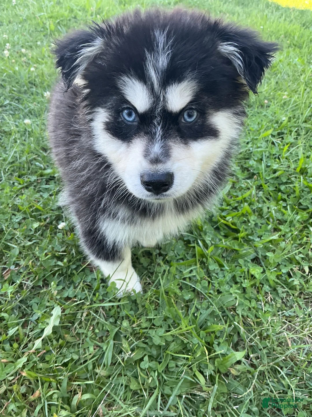 Pomsky dogs for sale: Pomsky 2 - Ad 1