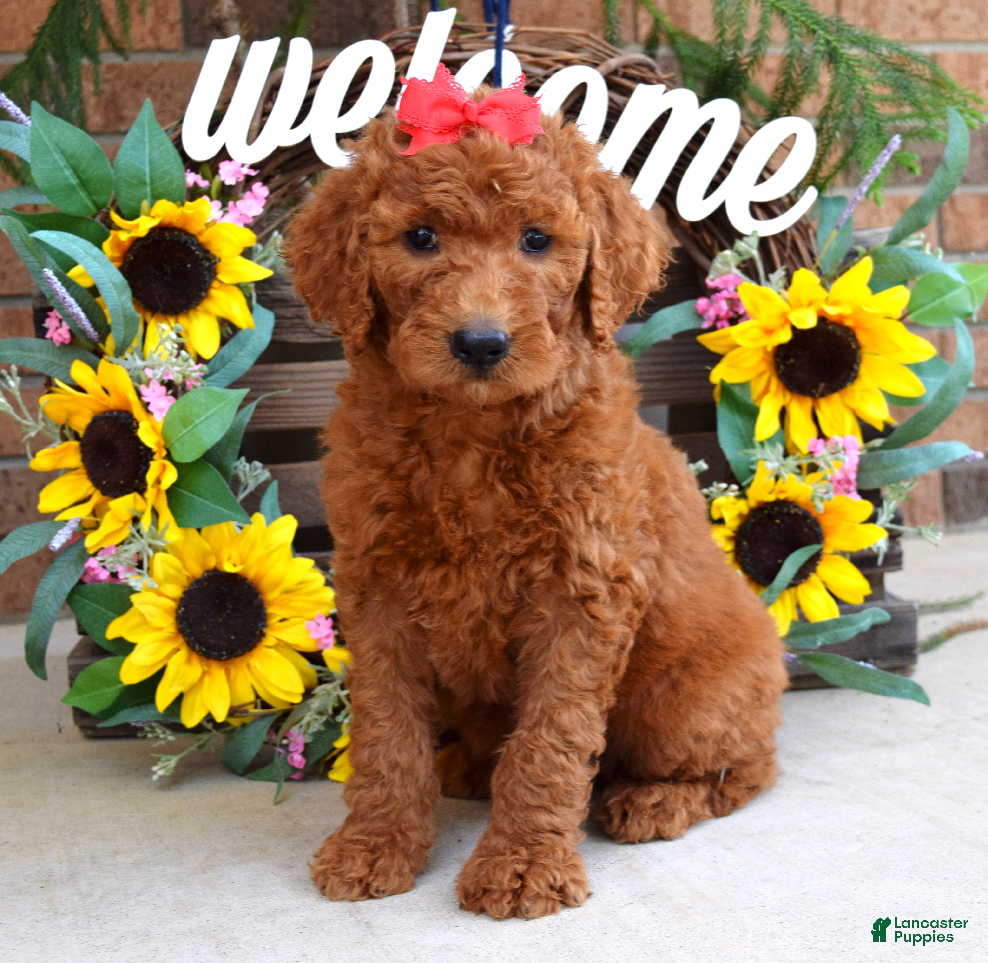Goldendoodle dogs Ruby - Ad 1